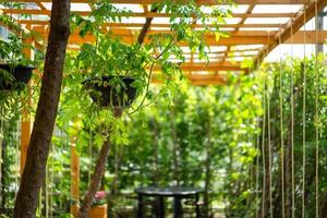 arbre dans le pot en plastique noir suspendu créé par l'homme avec un tunnel de lattes de bois flou à l'arrière-plan. photo