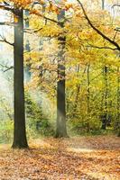 rayons de soleil allumés pelouse dans la forêt d'automne photo