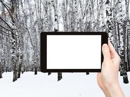 photo de la forêt russe de bouleaux des neiges en hiver