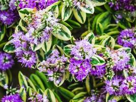 fleurs violettes sur un pré vert sous la pluie photo