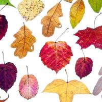chute des feuilles des feuilles d'automne multicolores photo
