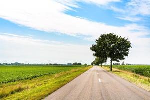 route dans les champs en alsace en journée d'été photo