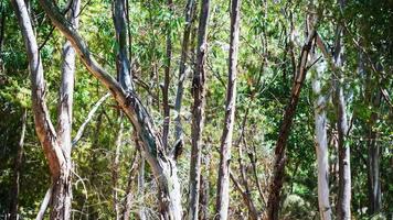 bois d'eucalyptus en sicile photo