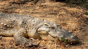 un gros crocodile gît immobile, se dorant au soleil sur le sol. temps préhistoriques. photo