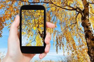 Photo de bouleau jaune en journée d'automne ensoleillée