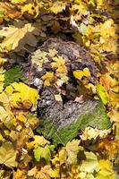 feuilles jaunes tombées sur la souche en automne photo