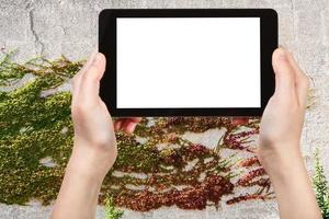 tablette avec écran découpé et plante de lierre sur le mur photo