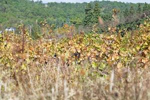vignoble d'automne dans la région de massandra photo