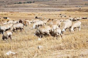 troupeau de moutons paissant sur l'herbe d'automne photo