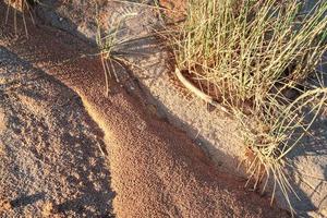 herbe dans le sable du sol sur la plage au portugal photo