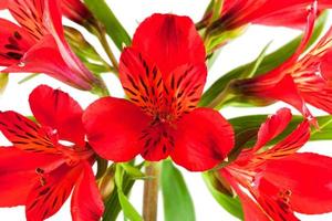 bouquet de fleurs de plusieurs alstroemerias rouges photo