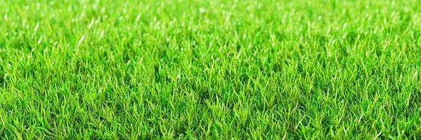 le dessus de l'herbe verte voit des pelouses vertes fraîches pour l'arrière-plan, la toile de fond ou le papier peint. les plaines et les herbes de différentes tailles sont propres et bien rangées. la surface de la pelouse est uniformément brillante et lumineuse. rendu 3d photo