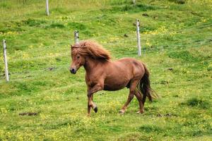 cheval brun galopant sur le terrain dans le bétail le jour d'été en islande photo