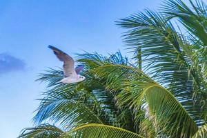 oiseau mouette volant avec des nuages de fond de ciel bleu au mexique. photo