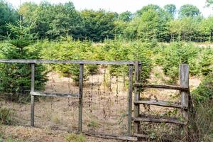 vieille clôture en bois avec des arbres de noël photo