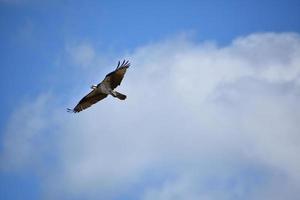 faucon poisson volant dans un ciel nuageux photo