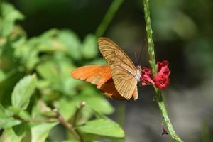 Papillon ailé orange vif pollinisant une fleur photo