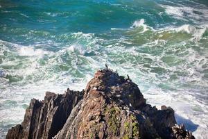 littoral de l'océan ouest du portugal. oiseaux sauvages sur une falaise photo