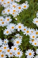 fleurs de camomille en fleurs au parterre de fleurs photo