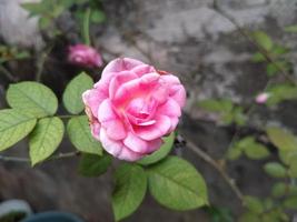 pétale de rose rose fleurit sur un jardin photo