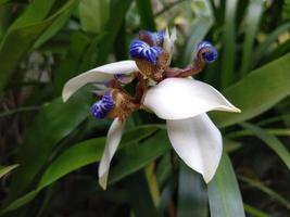 Iris northiana pétale fleur fleurit au jardin photo