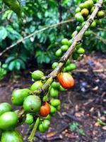 grains de café aux cerises photo