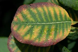 gros plan d'une feuille de l'arbre qui perd lentement sa couleur verte et vire au jaune et au rouge en automne. il y a des gouttes d'eau sur la feuille photo