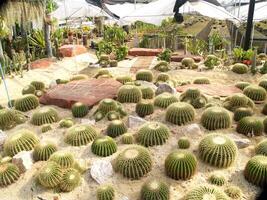 de nombreux cactus plantés autour de la grande pierre photo