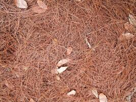 texture des feuilles sèches utilisées pour les images d'arrière-plan photo