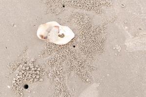 trou de crabe sur le sol de la plage sur du sable mouillé photo