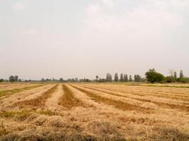 la paille sèche dans le champ avec un fond de ciel photo