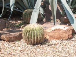 Echinocactus grusonii ou cactus avec autour du caillou photo
