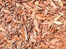 texture des feuilles sèches utilisées pour les images d'arrière-plan photo