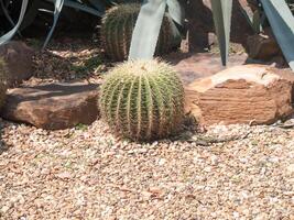 Echinocactus grusonii ou cactus avec autour du caillou photo