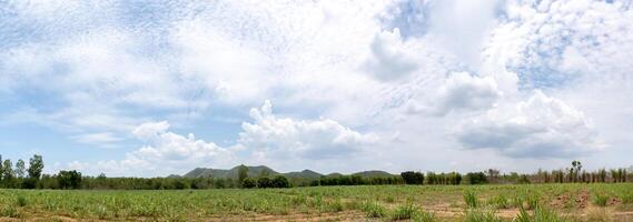 ciel bleu avec arbres, nuages et montagnes, image de fond de ciel, vue panoramique photo