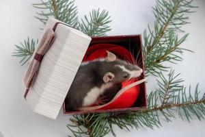 mignon petit rat gris, la souris est assise dans une boîte cadeau festive. présent pour le nouvel an du rat. symbole du nouvel an chinois photo