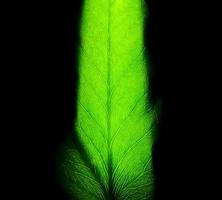 lierre vert de jardin vertical dans des pots ou des supports en bois suspendus avec un éclairage led de couleur blanc chaud. la décoration intérieure crée une atmosphère fraîche et chaleureuse. photo