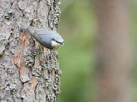 sittelle, sur un tronc d'arbre à la recherche de nourriture. petit oiseau gris et blanc. photos d'animaux