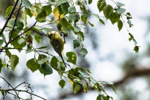 Mésange charbonnière accrochée aux branches avec des feuilles vertes tout en se nourrissant. faune. animal photo