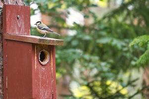 mésange charbonnière sur une maison d'oiseau rouge. coup d'animal d'un oiseau chanteur de la nature. animal photo