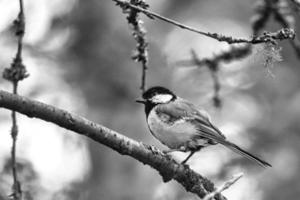 Mésange charbonnière en noir blanc assis dans un arbre sur une branche. animal sauvage en quête de nourriture photo