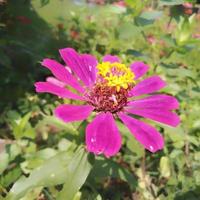 belle fleur de zinnia poussant dans le jardin, le zinnia est un genre de plantes de la tribu du tournesol au sein de la famille des marguerites. photo