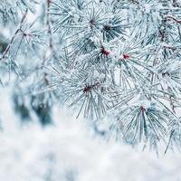 neige sur les feuilles de pin en hiver, fond blanc photo