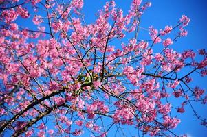 fleurs de cerisier roses photo