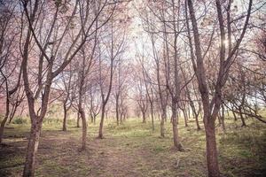 fond de forêt de fleurs de cerisier avec flou artistique photo