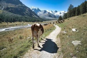 vache et son ombre sur un sentier de montagne photo