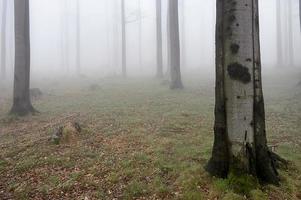 bois de hêtre dans le brouillard photo