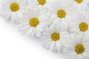 belles fleurs blanches photo