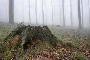 bois de hêtre dans le brouillard photo