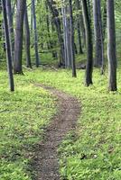 forêt de chemin de source photo